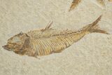 Shale With Two Fossil Fish (Knightia) - Wyoming #320406-1